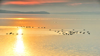 Duck, Sunrise, Lake Lowell