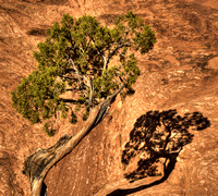 Juniper & Shadow, Moab
