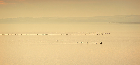 Duck, Sunrise, Lake Lowell